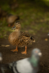 portrait of a wild duck surrounded by pigeons, the beauty of wildlife