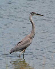 great blue heron