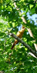 Female summer tanager sitting in tree 