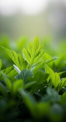 A vibrant close-up captures a cluster of fresh, green leaves, showcasing intricate details and a soft, natural light.