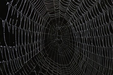 Realistic spiderweb isolated on black colored background.