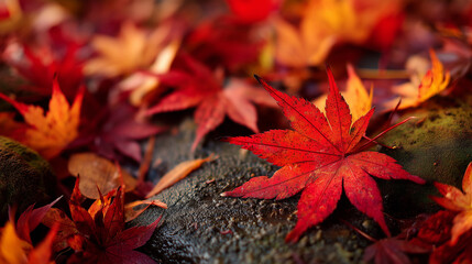 Obraz premium Vibrant autumn maple leaves in red and orange colors lying on forest ground 
