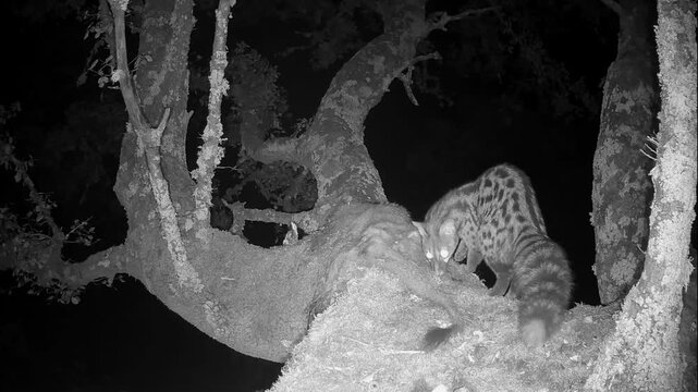 Gineta /  Jineta : comportamiento ante el cuerpo de una Mangosta / Meloncillo en el Monte Mediterr&aacute;neo
