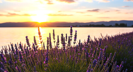 Golden sunset over a calm lake with a foreground of blooming purple lavender fields in soft focus