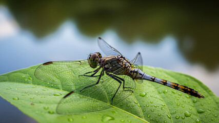 Close-up of dragonfly wings and body perched on a fresh green leaf after rain.