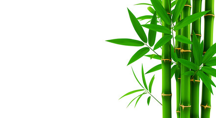 Vibrant green bamboo stalks and lush leaves stand tall against a clean white background symbolizing growth and natural beauty
