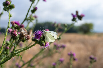 Cabbage white butterfly on purple thistle flower in a sunny field, close-up of insect pollination in natural environment.