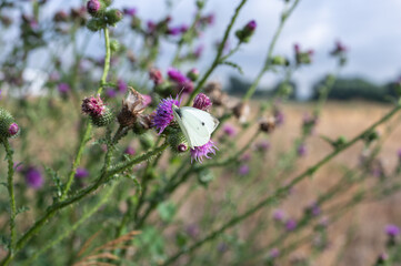 Cabbage white butterfly on blooming purple thistle in a field, close-up view of insect pollination in natural meadow habitat.