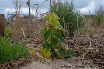 Young maple sapling growing in sandy and grassy field, surrounded by dry grass and plants, symbolizing early growth and natural regeneration.