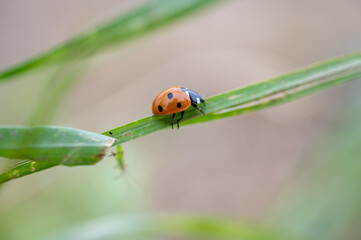 Ladybug with vivid red elytra and black spots walking along a green blade of grass, captured in a close-up macro shot showcasing its natural detail and texture.