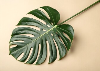 Monstera Leaf Overlapping on Clean Beige Background
