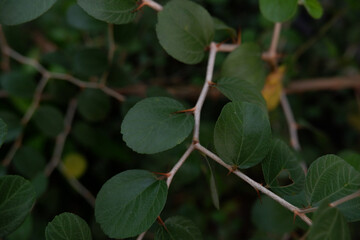 Dense green foliage with tiny white flowers scattered throughout