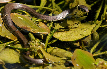 a grass snake (natrix natrix) in the water between green plants