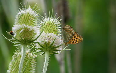 a comma butterfly (polygonia c-album) rests on a wild teasel