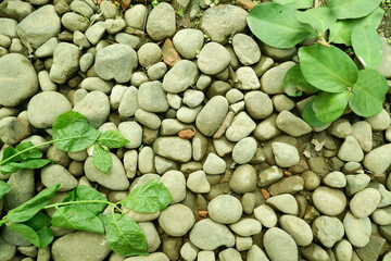 A tree trunk with rough bark and branching limbs