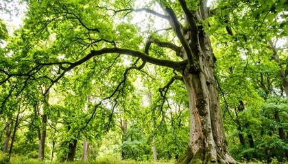 Fototapeta premium Lush green forest canopy