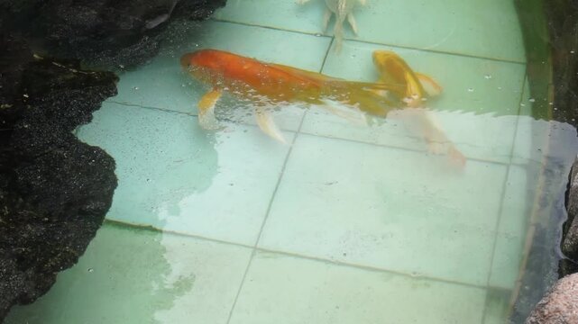 Fish pond, Phuc Kien Assembly Hall, Hoi An Ancient Town, Quang Nam Province, Vietnam Travel