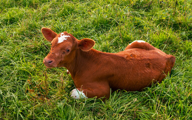A reddish-brown calf with a white spot on its forehead lies in green pasture grass, glancing softly...