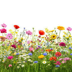 Vibrant wildflowers meadow against black background, perfect for spring