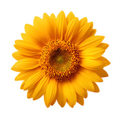 Obraz premium Radiant sunflower blossom with vibrant yellow petals on a dark background