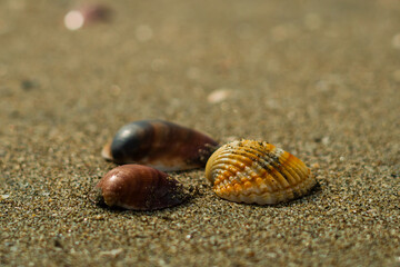 conchiglie sulla spiaggia in italia