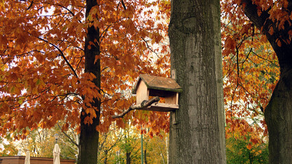Vibrant hues of autumn leaves on tall trees, showcasing a mix of orange, yellow, and green foliage under soft light.