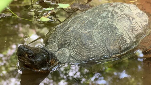 A wood turtle moves slowly through the calm waters of a creek, showcasing its unique shell patterns while surrounded by lush greenery and plant life.