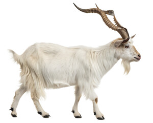 Majestic male markhor goat with impressive spiral horns standing proudly isolated on transparent background