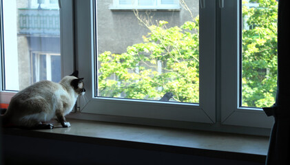 Siamese cat sitting on a windowsill intently watching a pigeon perched outside the window, with a background of green trees and a building facade.