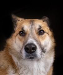 portrait of a dog
