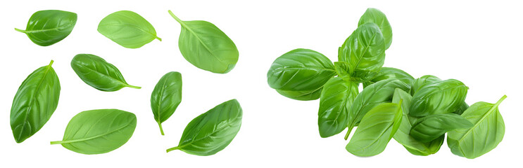 Fresh basil leaf isolated on white background with full depth of field. Top view. Flat lay