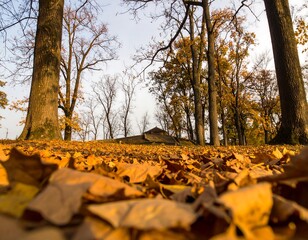Autumn leaves carpet a park