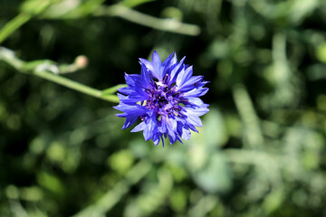One garden blue cornflower in the sunlight on a summer day - horizontal color photo