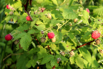 Raspberry bush with ripening berries in partial shade on a sunny summer day - horizontal color photo