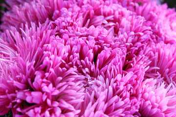 aster flower, petals of pink and purple aster flowers