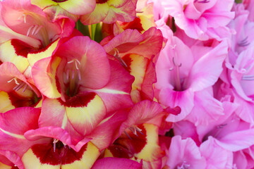 Gladiolus flowers close-up, pink gladiolus flowers
