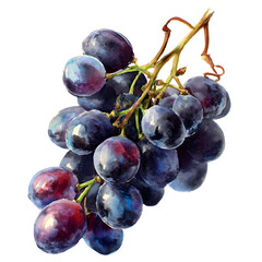 Dark Grapes Watercolor Illustration on Black Background for Food Design Project