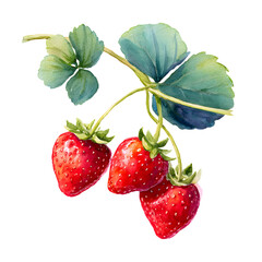 Watercolor painting of strawberries hanging on a branch against a black background