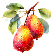 Watercolor illustration featuring two ripe pears hanging from a branch on black