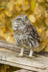 Little Owl, Scientific name: Athene noctua, perched on old wooden planking in summer with dried yellow Honesty flowers in background.. Little owl is the species of owl, not the size.  Portrait
