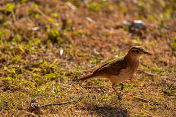 João-de-barro (Furnarius rufus) empoleirado e cantando na natureza 13