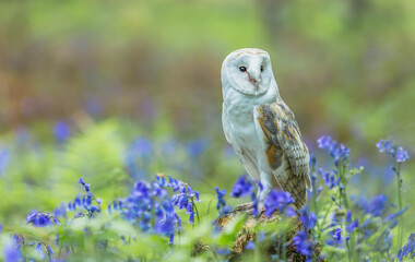 Barn Owl, Scientific name: Tyto alba. Close up of a Barn Owl in Springtime, perched on moss covered tree stump in a Bluebell wood.  Facing front.  Horizontal.  Copy space
