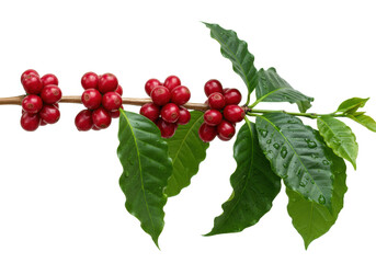 A single pristine coffee tree branch, laden with bright red ripe cherries and lush green foliage, clear dew drops, soft studio light on a transparent background, vibrant natural purity