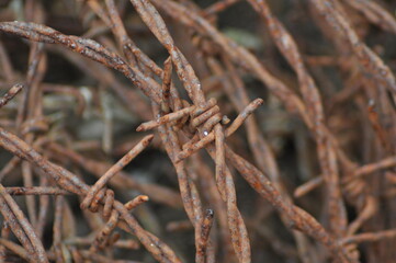 Intricate Barbed Wire Texture A CloseUp View of Rusty Metal Coils and Sharp Points. The image sharp...