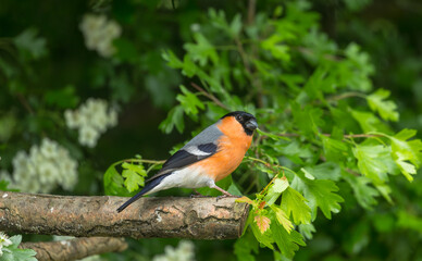 Bullfinch, Scientific name: Pyrrhula Pyrrhula.  Close up of a beautiful male Bullfinch in Springtime with Hawthorn blossom in the background.  Horizontal.  Copy space