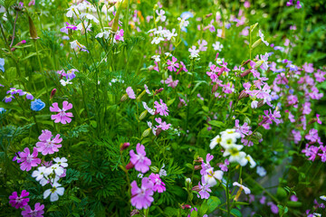 Blooming meadow with wild colorful flowers.