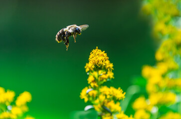 A bumble bee flying over a goldenrod wildflower in late summer