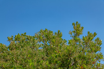Heteromeles arbutifolia , commonly known as toyon, is a perennial shrub native to Coastal...
