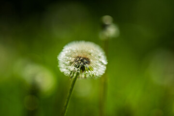 Close up of single dandelion seed head.