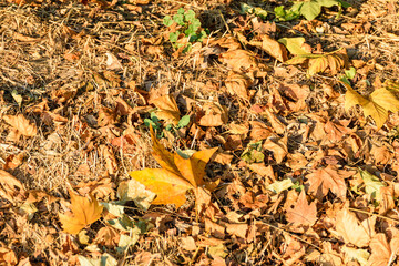 A carpet of dry leaves on the ground during the autumn season The Beauty of Change